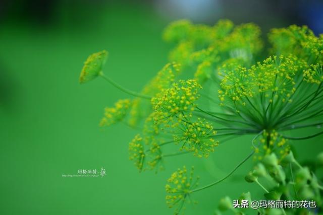 薰衣草如何过冬，薰衣草怎样过冬（西餐料理中常见的几种香草）