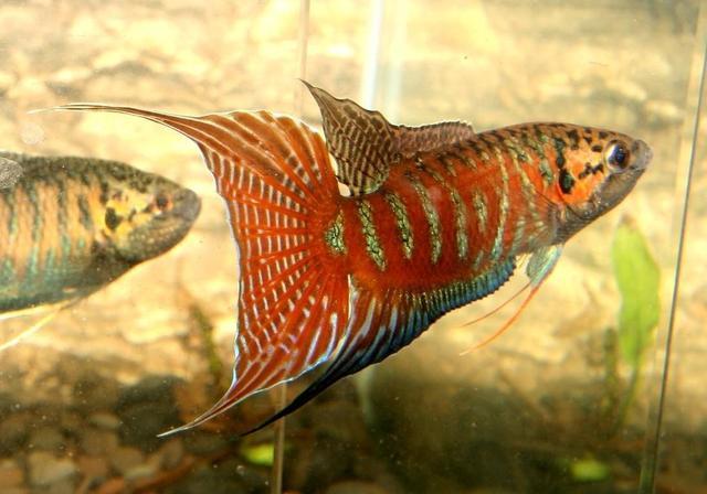 龙鱼水温多少合适，饲养银龙鱼的水温多少合适（新到的观赏鱼入缸水温定在多少度比较恰当）