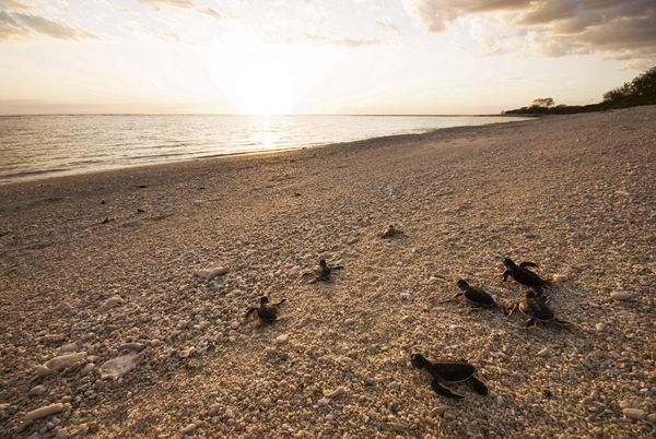 海龟是两栖动物吗，海龟是不是两栖动物（海龟历史久活得还久）
