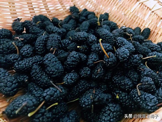 桑葚酒的制作方法，桑葚酒的泡制方法（详细做法和配方分享）