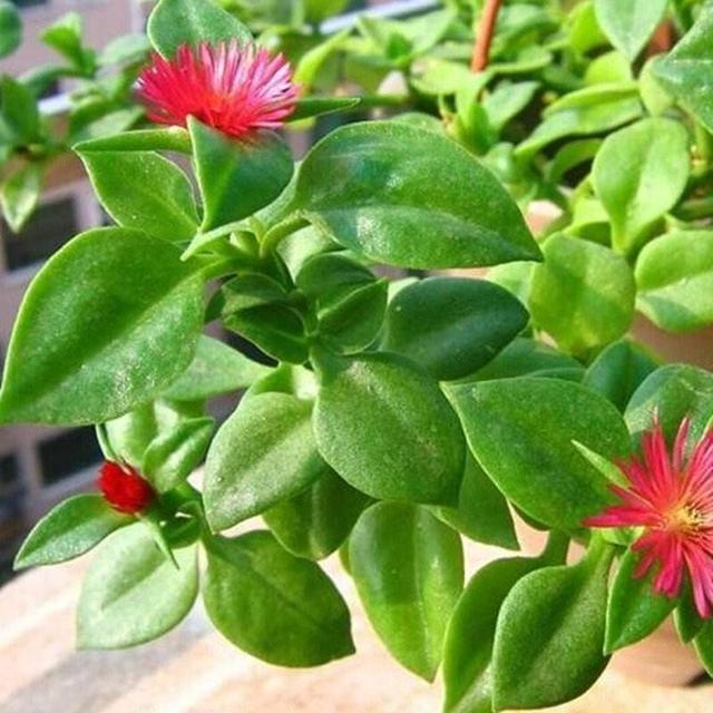 田七花有什么功效，田七花是什么（还能防个小病小灾的）