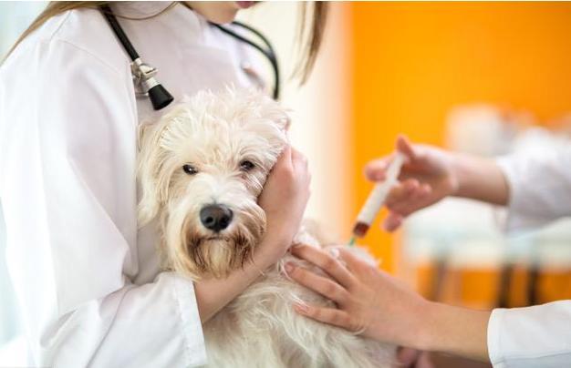 幼犬快不行的征兆，狗浑身无力发软像要死了一样（狗狗临终前的几大“征兆”）