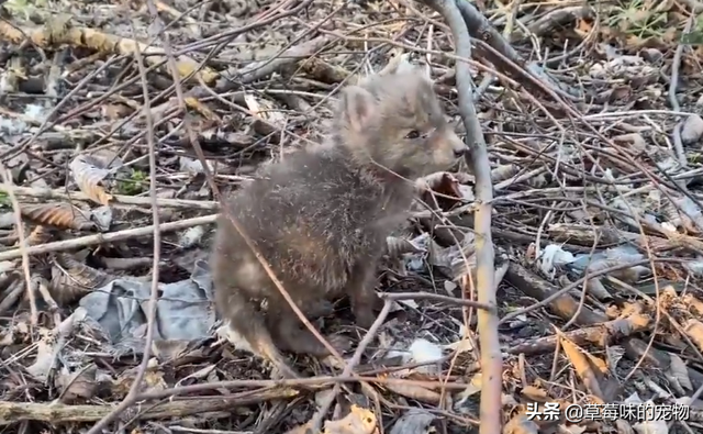 小狐狸奶狗可爱系列动漫头像微信，苏柒：小狐狸奶狗可爱系列动漫头像（野外捡到一只狐狸幼崽）