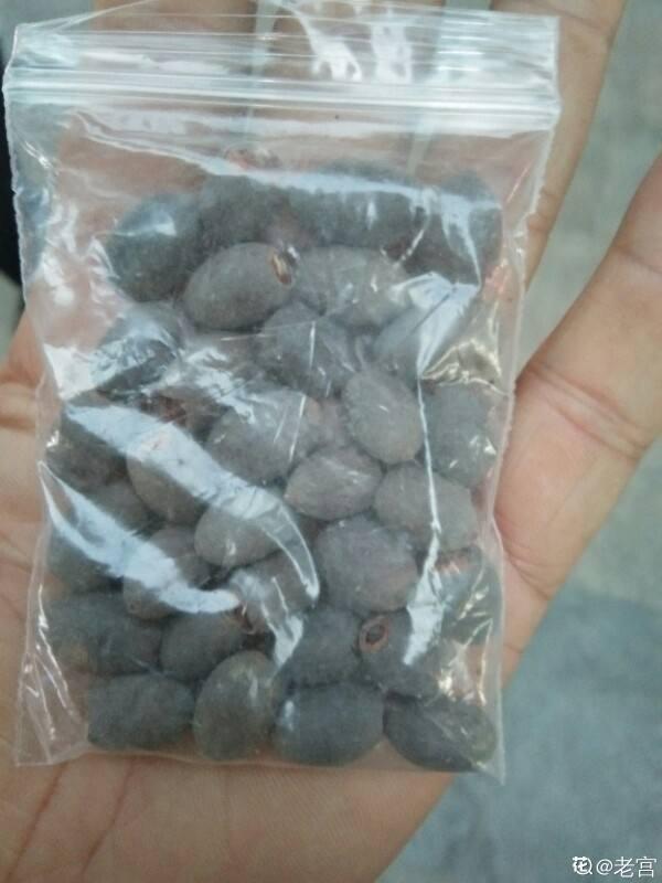 荷花籽怎么催芽，荷花籽怎么催芽视频（种莲花有啥难的）