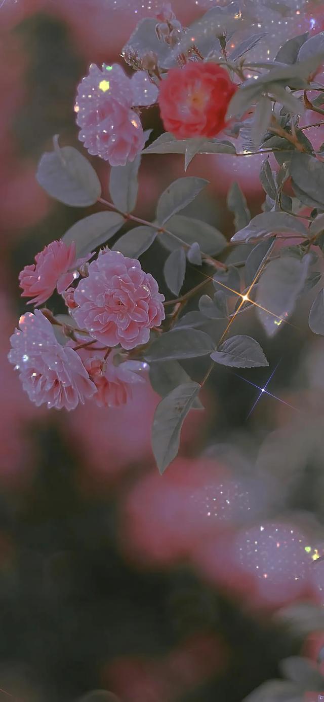 植物，微信头像，植物（清爽夺目的花花世界：）