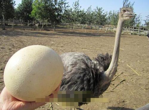 养什么动物不吵不脏不臭，新手养什么动物不吵不脏不臭（很真实、客观、很有用）