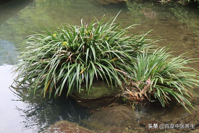 菖蒲图片 菖蒲的功效与作用，菖蒲（菖蒲的功效与作用禁忌）