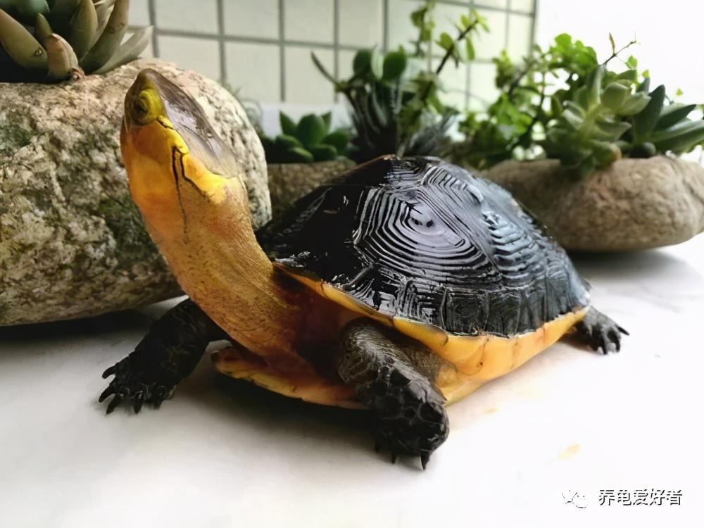 什么乌龟最好养(养草龟真恶心)