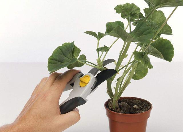 又高又深的花盆适合种什么花，高花盆适合种什么花（5种“贵气花”）