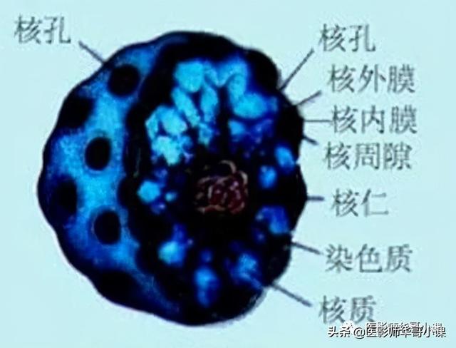 人体解剖学基础，人体解剖学基础知识学什么（基础知识之人体解剖学基础）