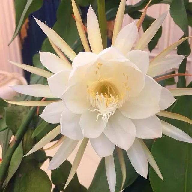 我国国花是什么花，中国国花是什么花（中国国花是什么花）