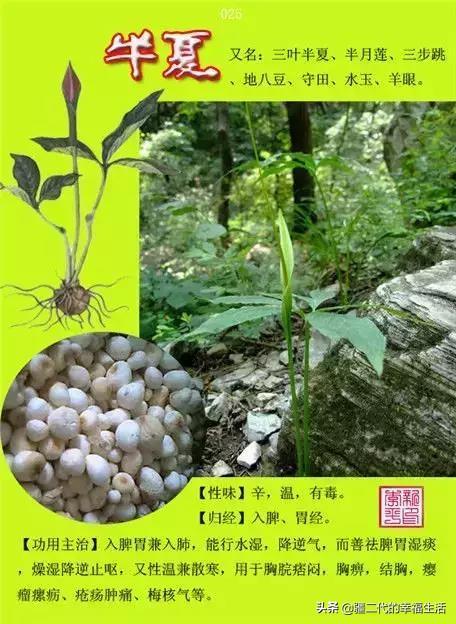 常见中草药图谱，中草药经典图谱（让你知道常用药都长啥样）