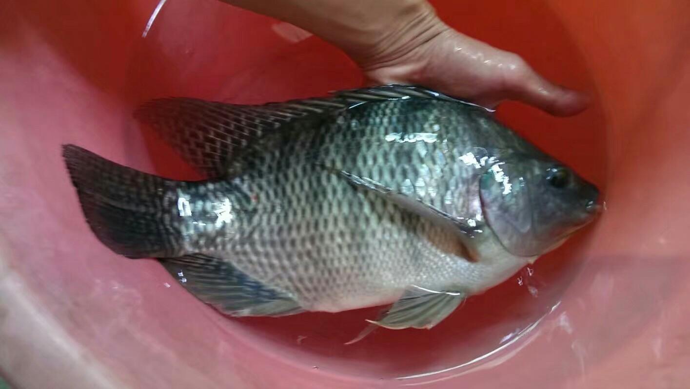 罗非鱼为何南方泛滥却少人食用？探究其生态适应力与消费冷遇之谜