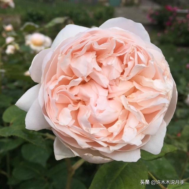 Thecastle.城堡网名，Thecastle.城堡（奥斯汀官方推荐月季品种）