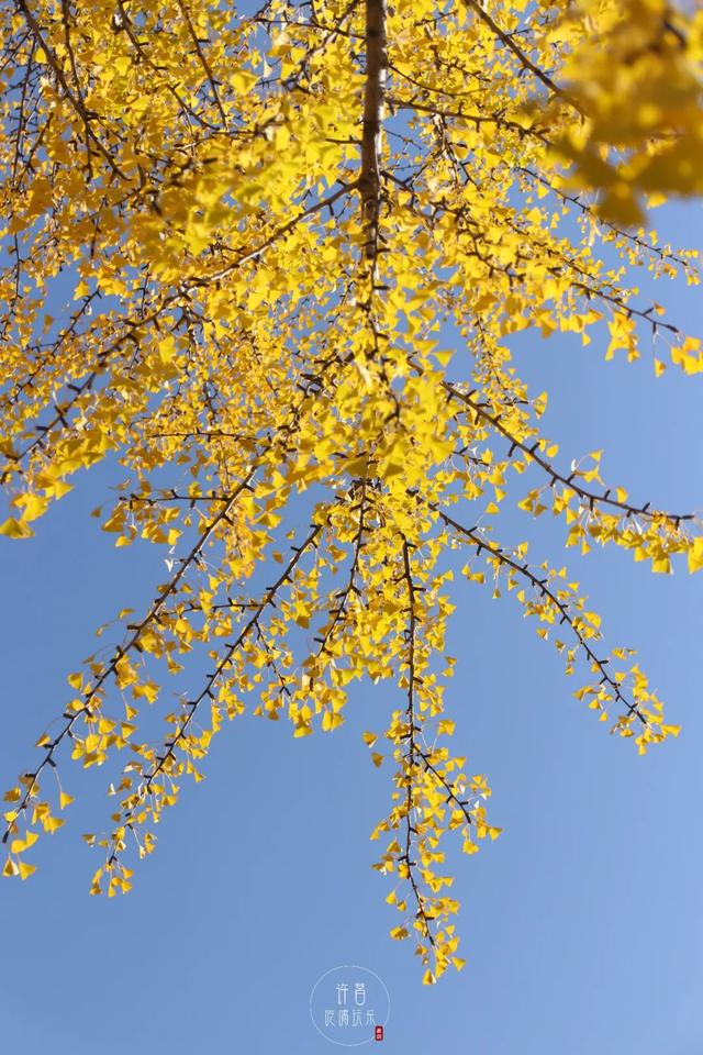 许昌旅游景点有哪些,许昌旅游景点有哪些地方(带你感受专属秋天的浪漫景色) 许昌旅游景点有哪些,许昌旅游景点有哪些地方(带你感受专属秋天的浪漫景色)