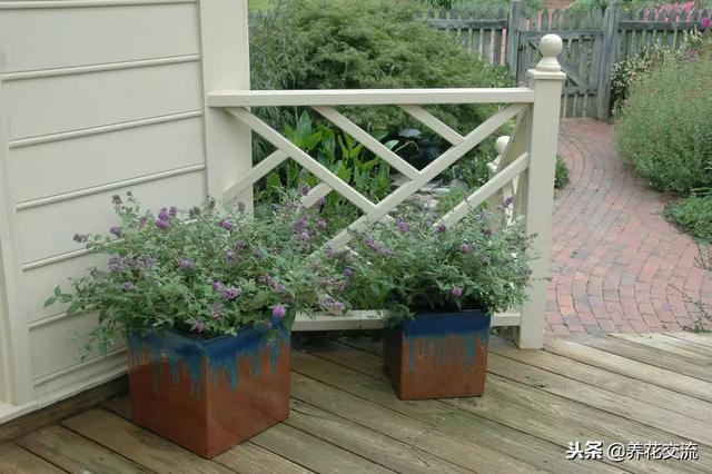 洒金珊瑚，这些四季常青的灌木盆栽适合养阳台上（洒金珊瑚喜阴还是喜阳）