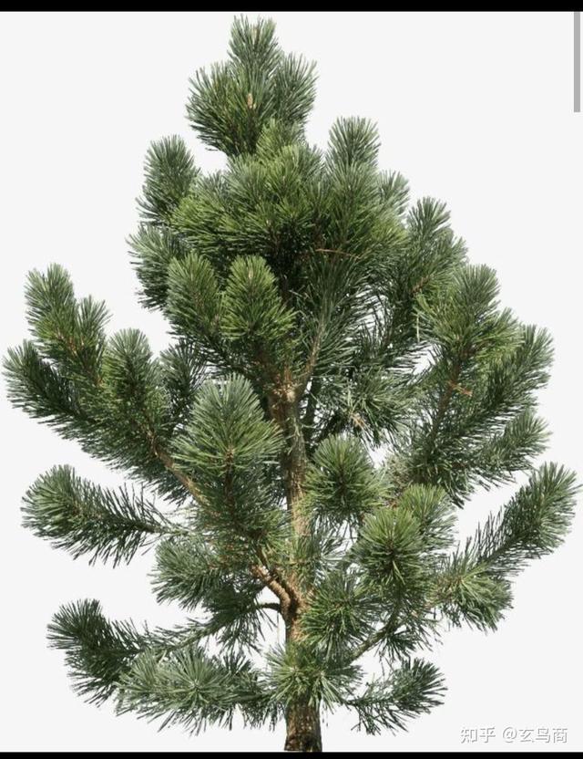 蚕丛及鱼凫指什么，蚕丛及鱼凫指的什么（蚕丛、柏濩、鱼凫）