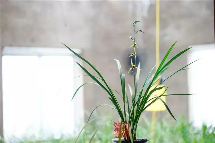 兰花什么时候开花，兰花开花时间（兰花最全养护要点）