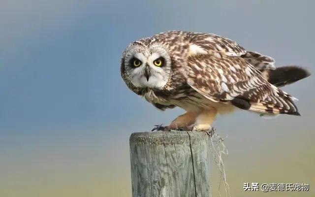 沙雕是什么鸟，沙雕是一种鸟吗（这些沙雕鸟儿也太好笑了哈哈哈哈哈哈哈）