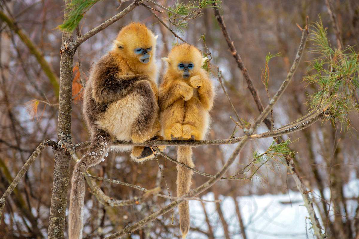 肉食动物的净生长率高于草食动物(食肉动物比食草动物少的原因)-乐士