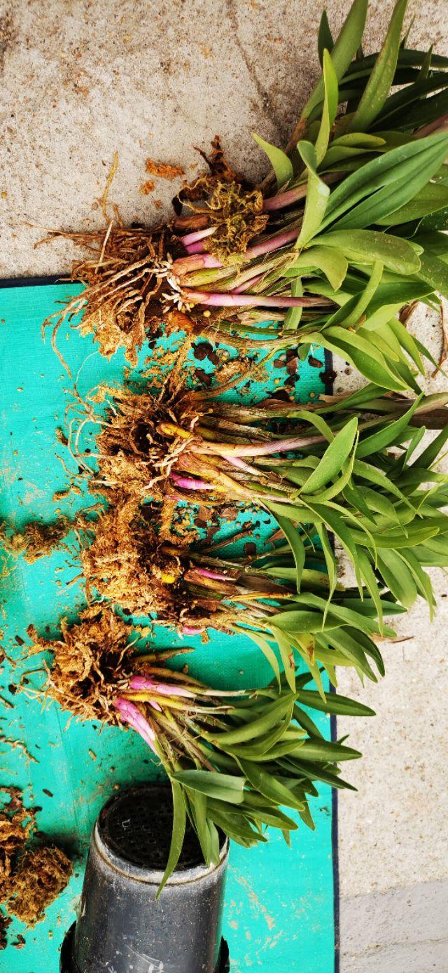 石斛兰怎么养，阳台养花记录-石斛兰花篇（石斛兰好养吗 新手能养吗）