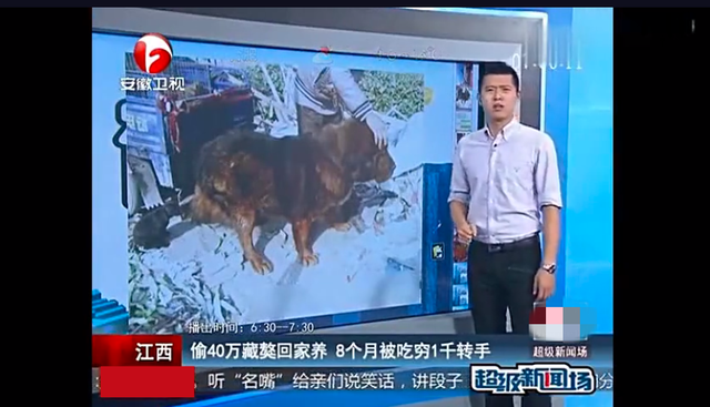 世界第一獒王2亿，中国藏獒十大獒王排名（泡沫是怎么破灭的）