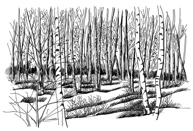 小树简笔画怎么画，小树的简笔画怎么画（教你三种常见树木画法）