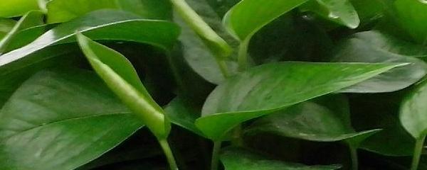 如何养好绿萝盆景，如何养好绿萝盆景图片（绿萝盆栽怎么养）