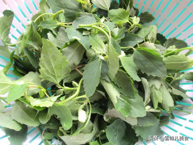 灰灰菜怎么吃，春天这菜路边就有（灰灰菜能吃吗）