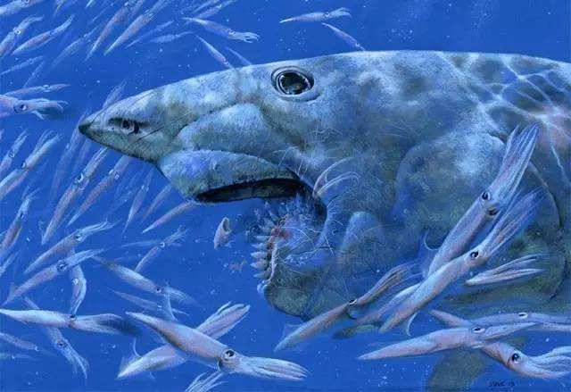 鲨鱼是鱼类吗(比恐龙出现还早的鱼类之一)