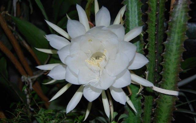 昙花什么时候开花，昙花什么时候开（昙花什么时候开花 几点钟）