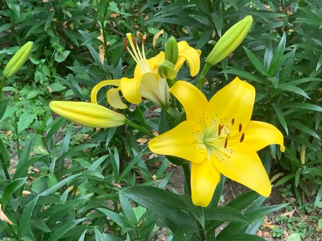 红百合花语介绍，红百合花语（吉祥如意的百合花为您盛开）