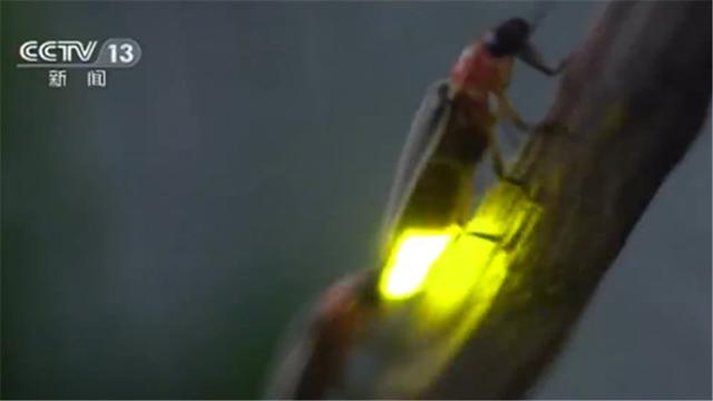 萤火虫养殖，萤火虫养殖基地（杀虫剂的过量使用让它的生存环境雪上加霜）