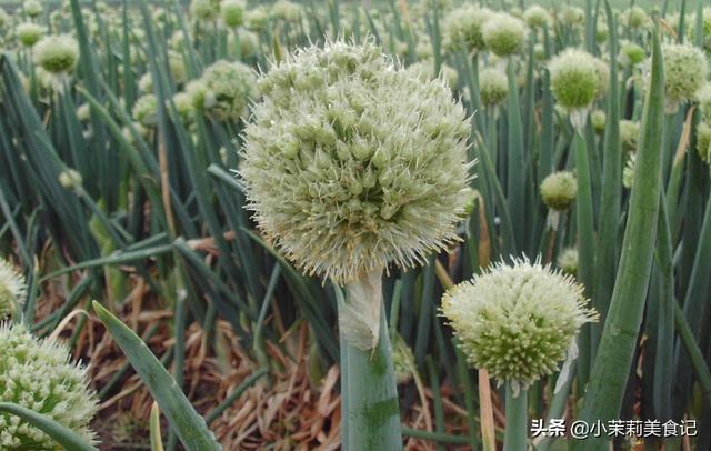 枸杞哪里产的最好，黑枸杞产自哪里（全国哪的大葱最好吃）