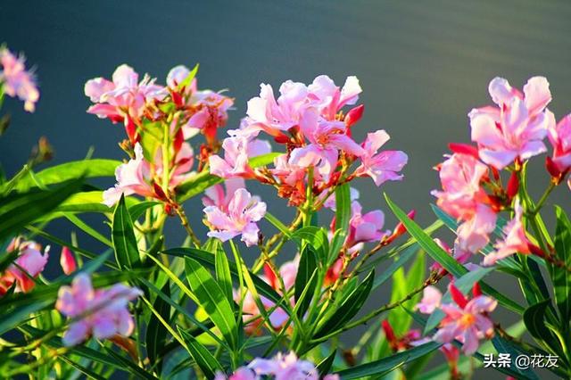 黄婵也是夹竹桃科属的，夹竹桃科植物有哪些（夹竹桃丰润艳丽、花期长）