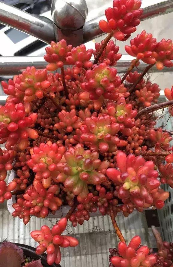 虹之玉怎么换盆,虹之玉换盆需要浇水吗(多肉虹之玉入夏注意3点) 虹之玉怎么换盆,虹之玉换盆需要浇水吗(多肉虹之玉入夏注意3点)