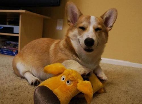 训练柯基全套方法，柯基的训练方法（很简单，记住这5点就行）