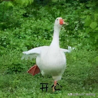 安徽黄山天气，明天黄山天气如何（黄山市将迎来又一波强冷空气）