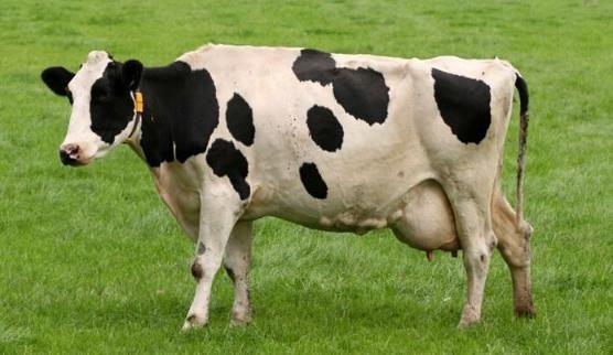 哺乳动物有哪些，世界上哺乳类动物有哪些（哺乳类动物和图片）