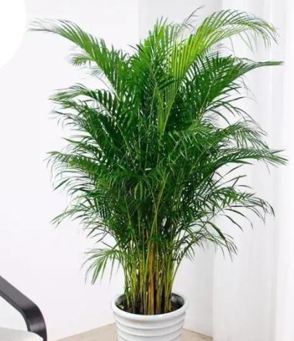 散尾葵的养殖方法和注意事项，一年四季最好养活的室内绿植（那就养盆散尾葵）