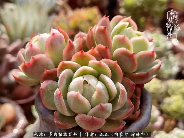 雪候鸟是什么意思，雪候鸟歌词表达什么意思（多肉于我从来不是锦上添花）