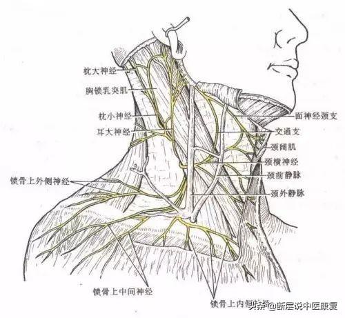 頸部神經篇