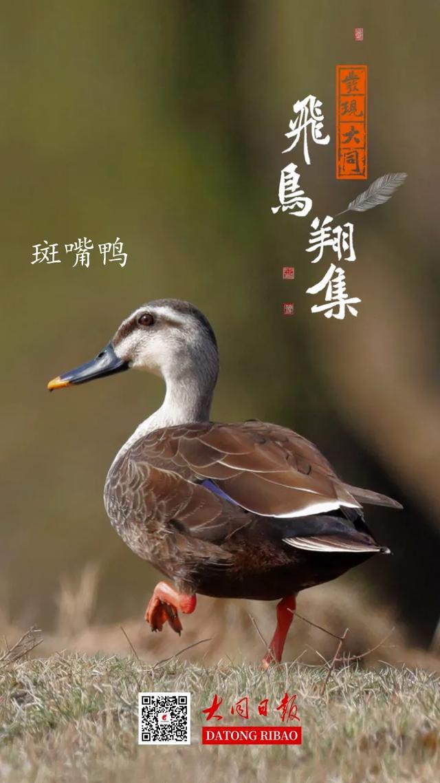 野鸭的种类有哪些，野鸭子有哪几种（TA就是野鸭中最靓的仔）