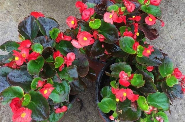 什么花四季都开，一年四季开花不断的花（5种漂亮的花）