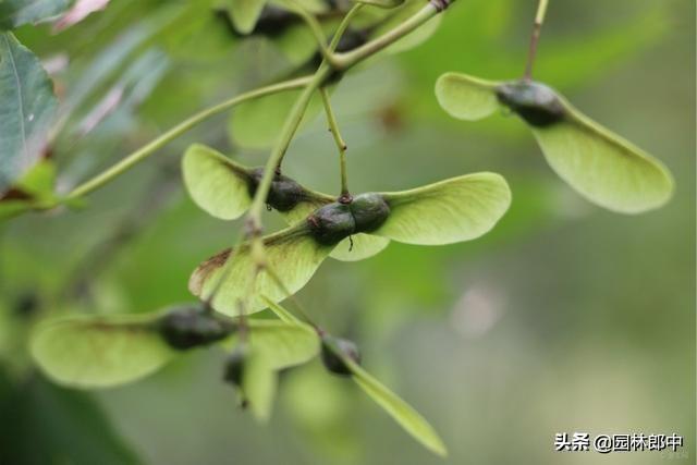 红叶植物简介，红叶植物简介资料（别再误把槭树当枫树）