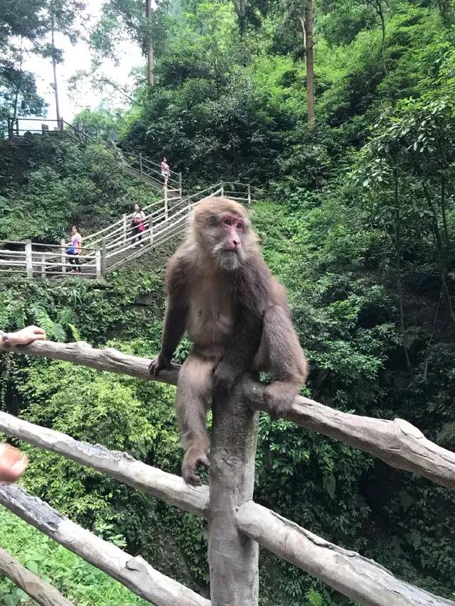 峨眉山海拔多少米，四姑娘山海拔多少米（游峨眉山4大误区，你中了几个）
