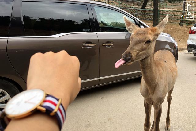 八达岭野生动物园攻略，八达岭野生动物世界景点介绍（北京八达岭野生动物园）