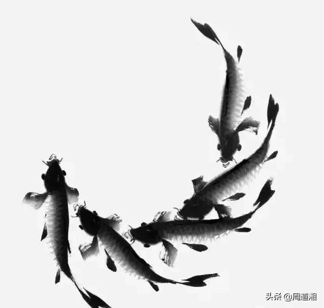 金鱼画法步骤图解,国画写意鲤鱼、金鱼的画法 金鱼画法步骤图解,国画写意鲤鱼、金鱼的画法