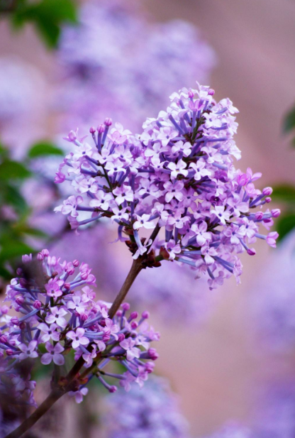 丁香花的寓意和象征，白丁香象征的寓意（古诗词里的丁香花）