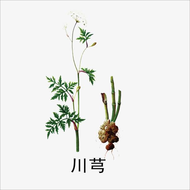 川芎的主治和功能，川芎的副作用太大了（中药古今研究：川芎）